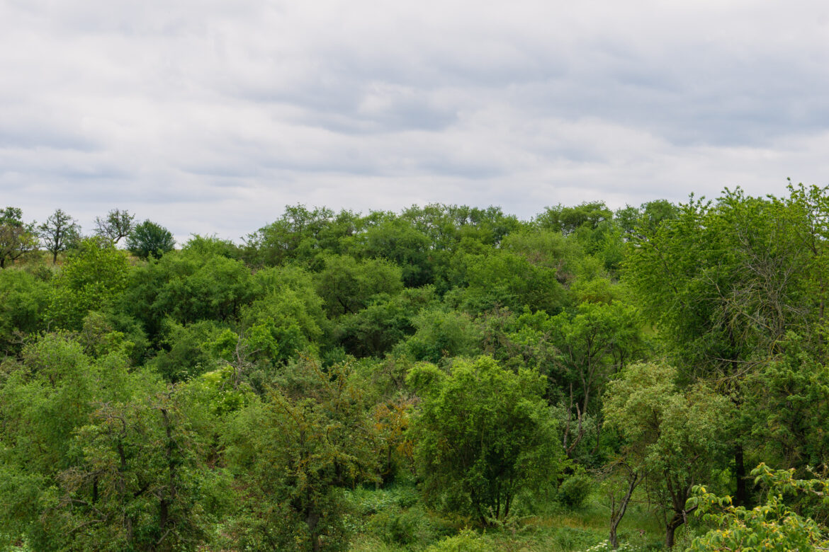 Wald Wald mit Baumkronen